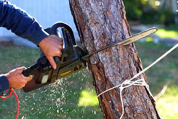 Best Tree Cabling and Bracing  in Packanack Lake, NJ