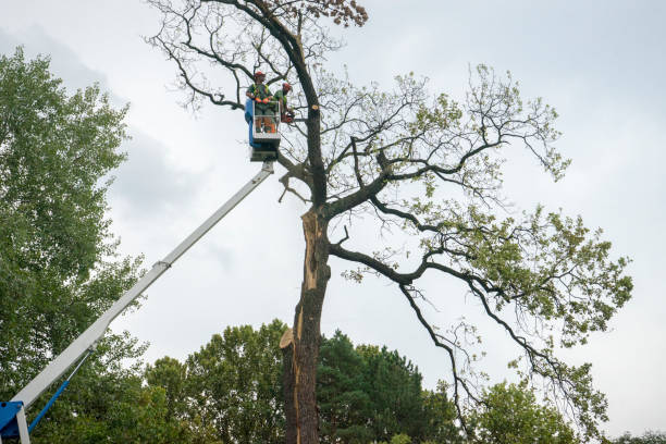 Mulching Services in Packanack Lake, NJ