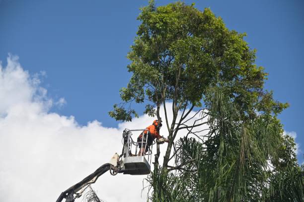 Best Emergency Tree Removal  in Packanack Lake, NJ