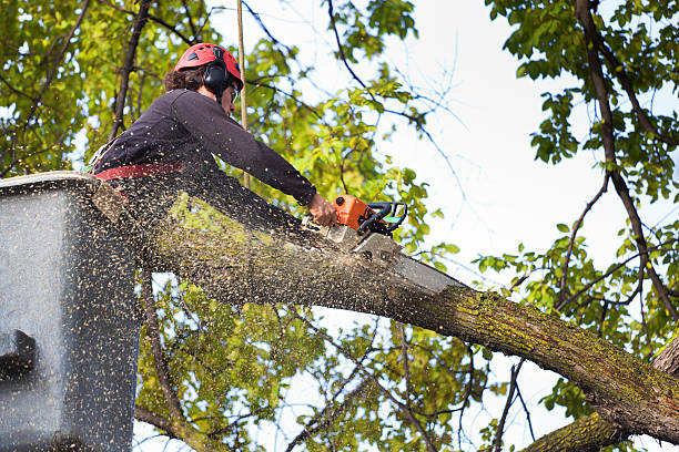 Best Commercial Tree Services  in Packanack Lake, NJ