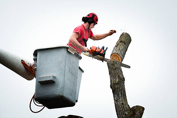 Best Tree Trimming and Pruning  in Packanack Lake, NJ