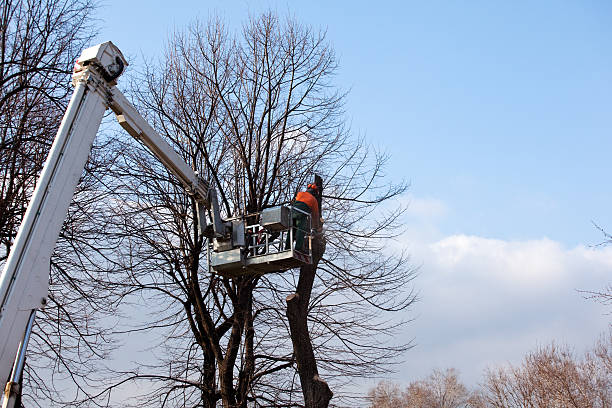 Best Tree Removal  in Packanack Lake, NJ