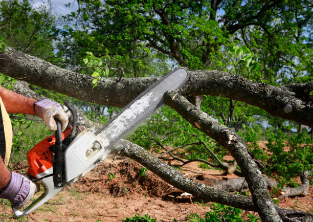 Packanack Lake, NJ Tree Services Company