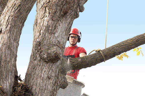 Best Hedge Trimming  in Packanack Lake, NJ